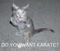 KarateKat.jpg